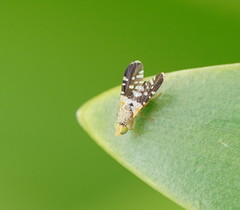 Spathulina acroleuca