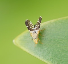 Spathulina acroleuca