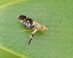 Spathulina acroleuca