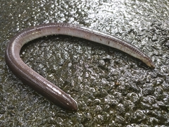 Gymnophiona