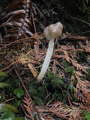 Helvella maculata