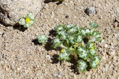 Eriophyllum pringlei
