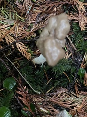 Helvella maculata
