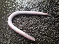 Gymnophiona
