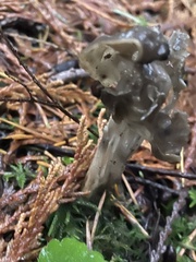 Helvella maculata