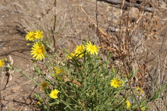 Osteospermum microcarpum microcarpum