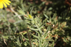 Osteospermum microcarpum microcarpum
