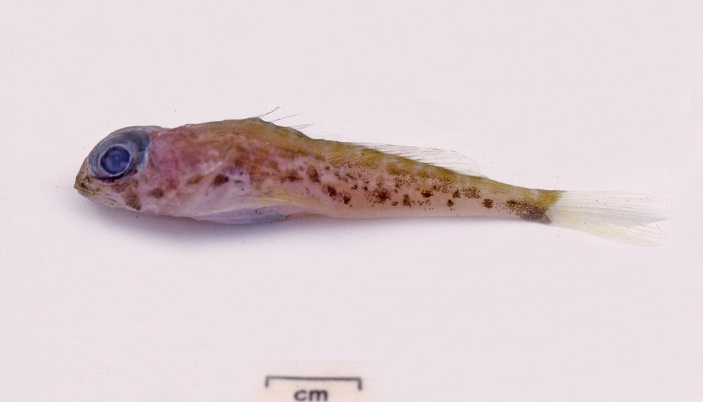 Elegant sculpin (Antipodocottus elegans) — Cottidae