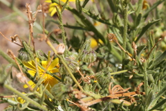 Osteospermum microcarpum microcarpum