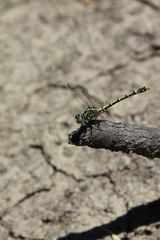 Austrogomphus australis