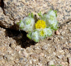 Eriophyllum pringlei