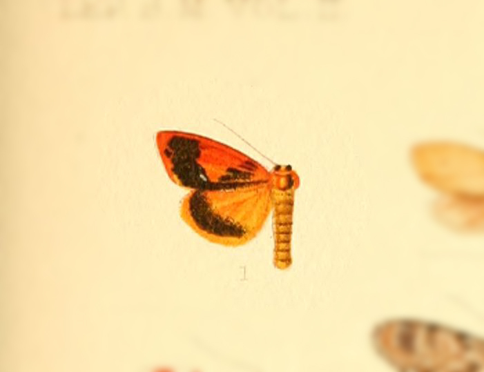 Paraheliosia
