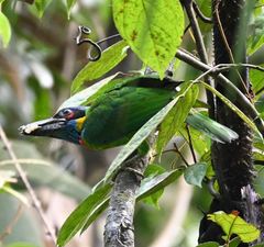 Psilopogon rafflesii