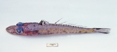 Bembrops platyrhynchus