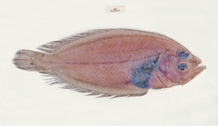 Lepidoblepharon ophthalmolepis