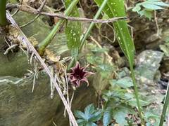Aspidistra attenuata