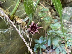 Aspidistra attenuata