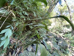 Aspidistra attenuata