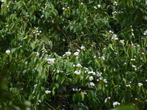Image of Syzygium zeylanicum by (c) Samuel Lee, some rights reserved (CC BY)