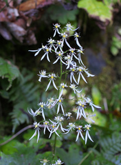 Saxifraga cortusifolia