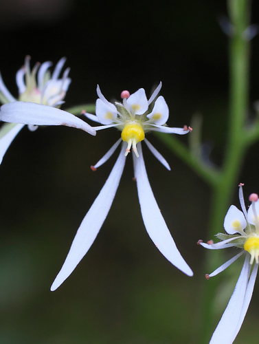 Saxifraga cortusifolia iNat (1)