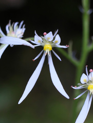 Saxifraga cortusifolia
