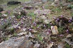 Linaria amethystea