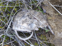 Perognathus parvus