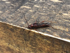 Necydalis diversicollis