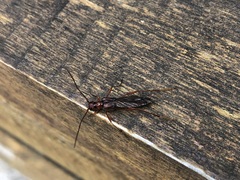 Necydalis diversicollis