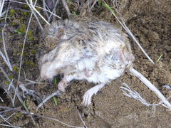 Perognathus parvus