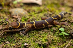 Cyrtodactylus deccanensis