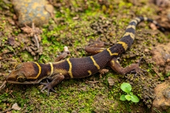 Cyrtodactylus deccanensis