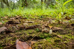 Cyrtodactylus deccanensis