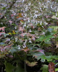 Saxifraga cortusifolia