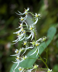Saxifraga cortusifolia