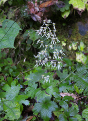 Saxifraga cortusifolia