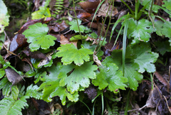 Saxifraga cortusifolia
