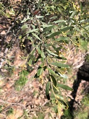 Acacia ixiophylla
