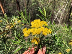 Cassinia straminea