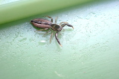 Holoplatys tasmanensis