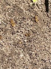 Aphaenogaster pythia