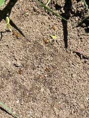 Aphaenogaster pythia