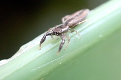 Holoplatys tasmanensis