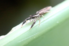 Holoplatys tasmanensis