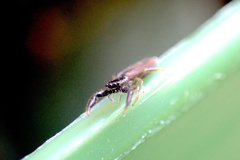 Holoplatys tasmanensis