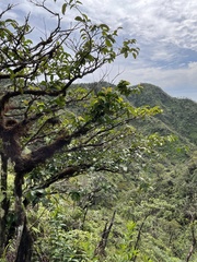 Antidesma platyphyllum