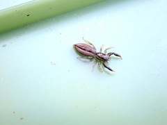 Holoplatys tasmanensis