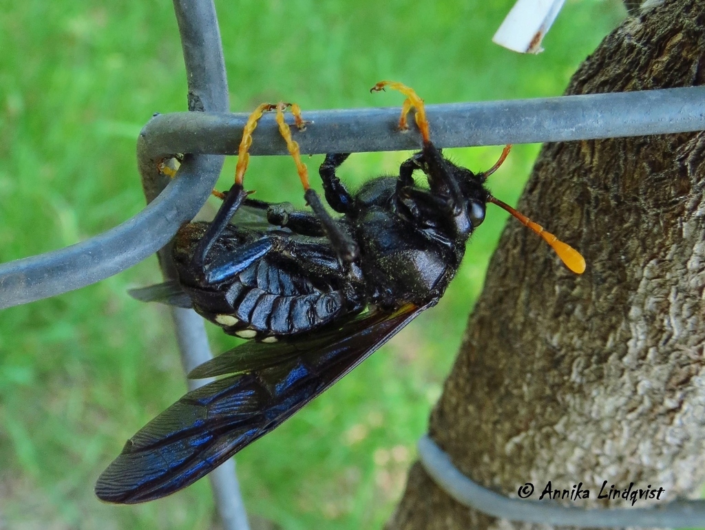 elm sawfly