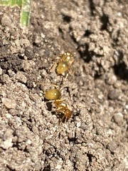 Aphaenogaster pythia